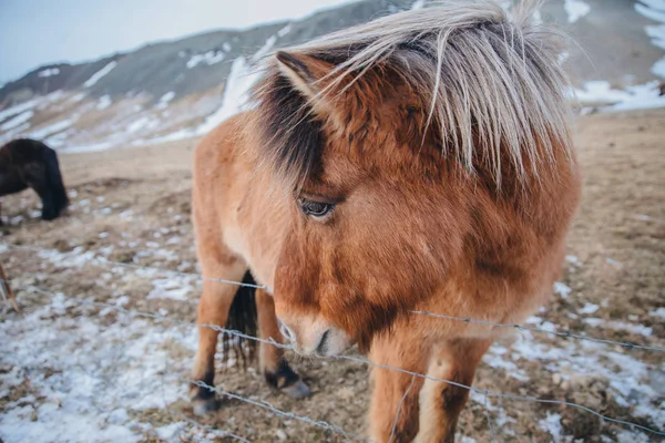 Brun häst — Gratis stockfoto