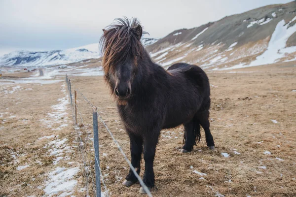Чёрный конь — стоковое фото