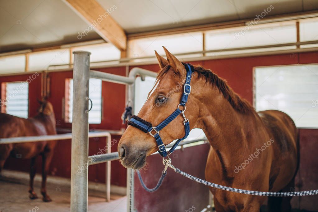 horse #hashtag