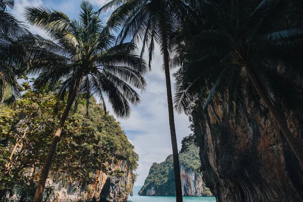 Palm trees — Stock Photo