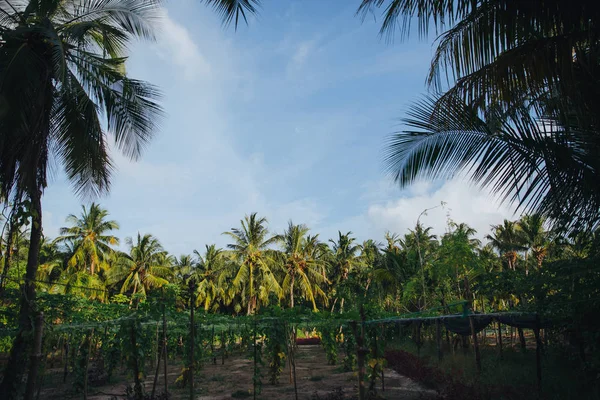 Palm trees — Stock Photo