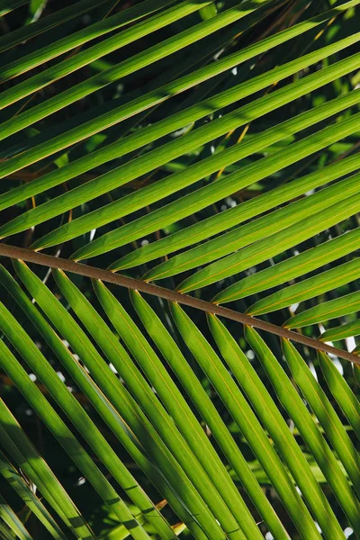 Feuilles — Photo de stock