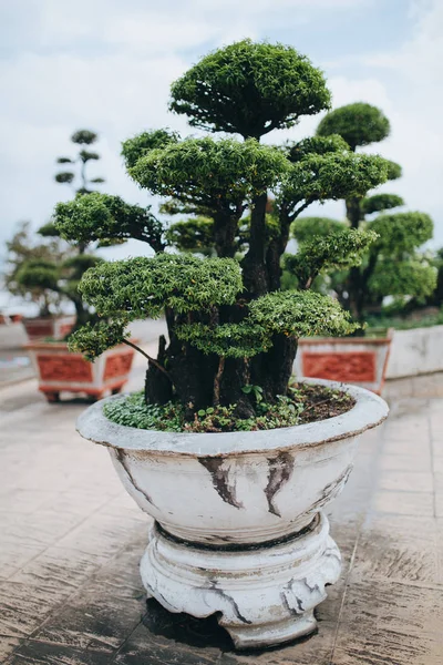 Дерева бонсай — стокове фото