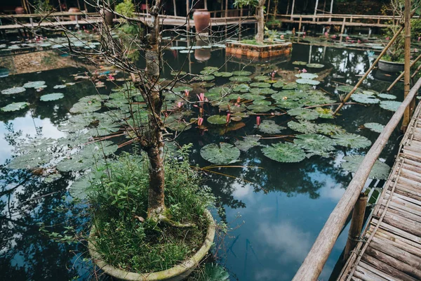 Lotus flowers — Stock Photo