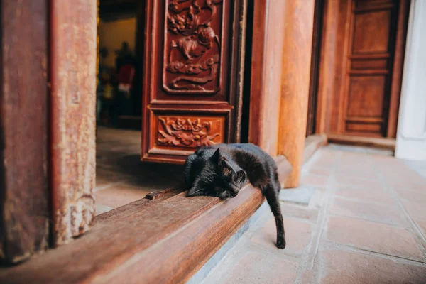 Gato — Fotografia de Stock