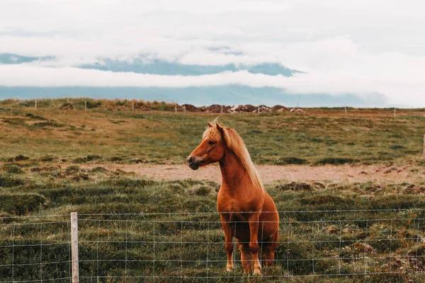 Pferd — Stockfoto