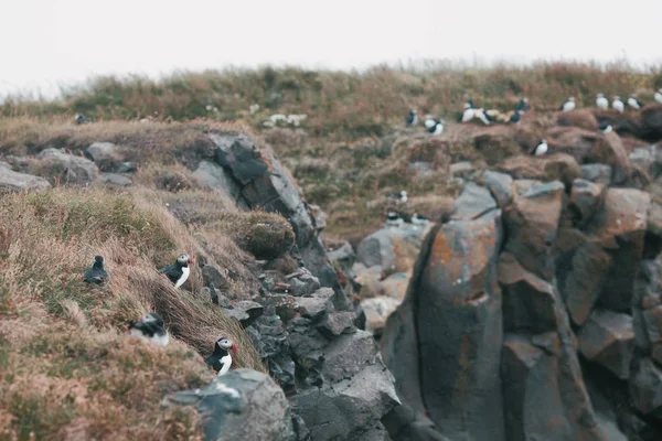 Puffins uccelli — Foto stock