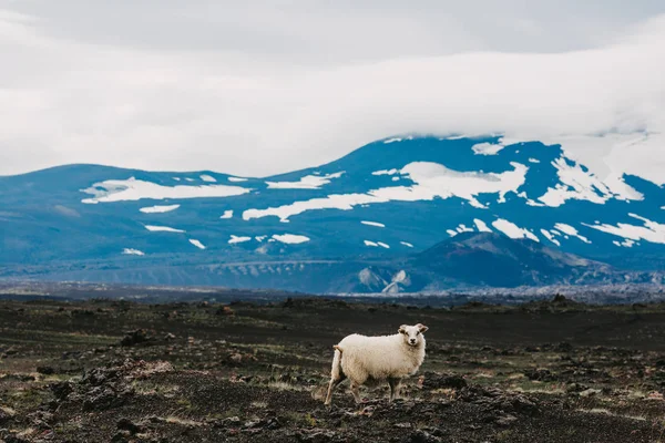 Moutons — Photo de stock