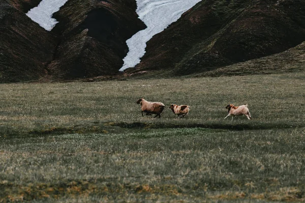 Moutons — Photo de stock