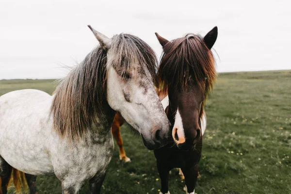Horses — Stock Photo