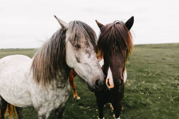 Pferde — Stockfoto