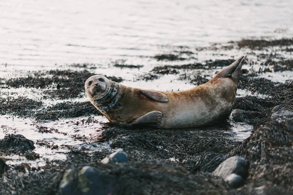 Seelöwe — Stockfoto