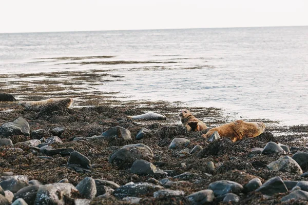 Sea lions — Stock Photo