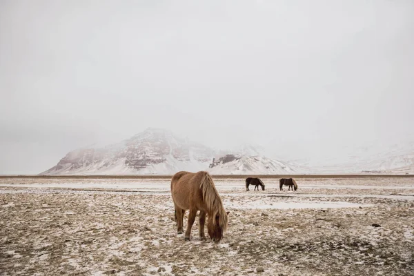 Cavalli islandesi — Foto stock