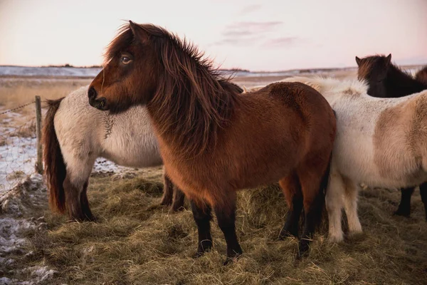 Пушистые лошади — стоковое фото