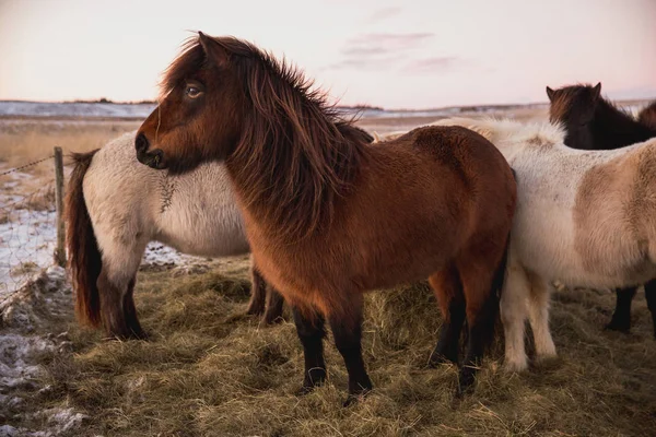 Caballos peludos - foto de stock