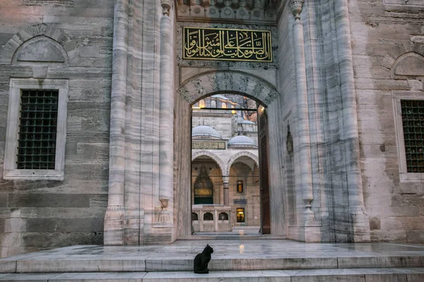 Schwarze Katze — Stockfoto