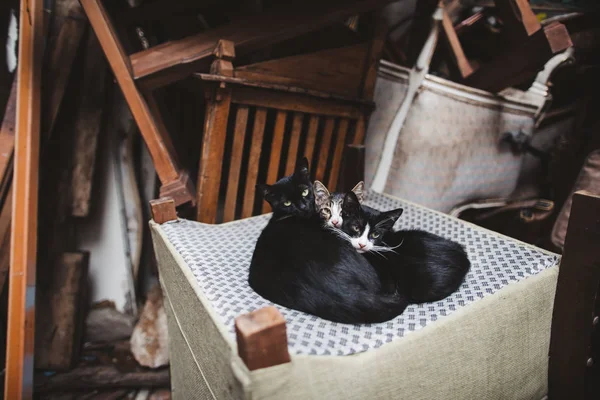 Кошки — стоковое фото