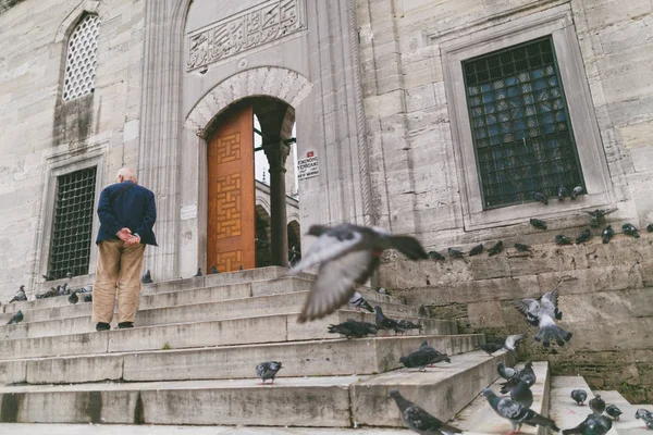 Pigeons — Photo de stock