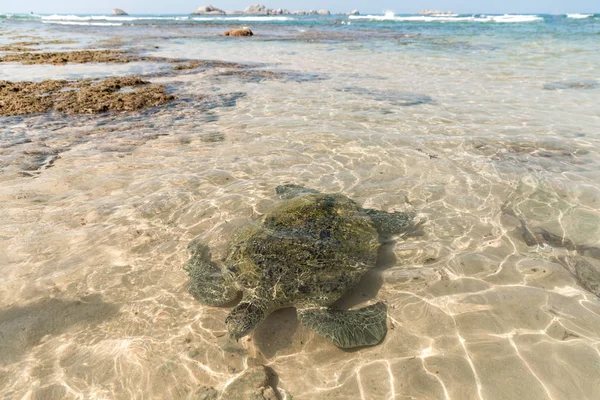 Schildkröte — Stockfoto