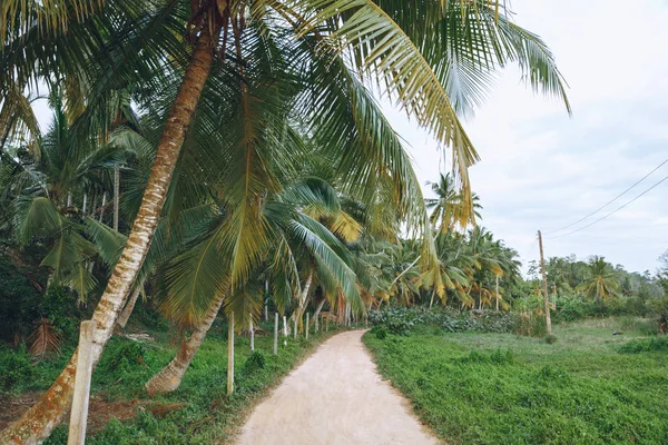 Beautiful view of palm trees along path, mirissa, sri lanka — Stock Photo