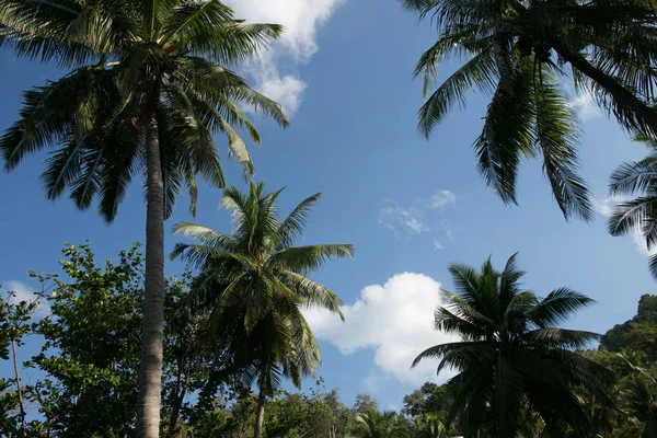 Vista panorámica de palmeras y cielo nublado, phuket, thailand - foto de stock