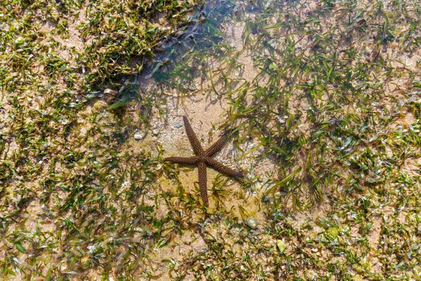 Sea star — Stock Photo