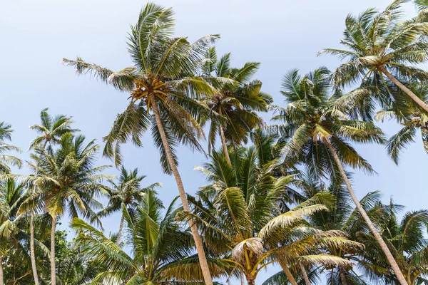 Palm trees — Stock Photo