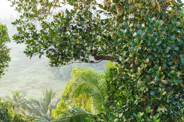 Grünes Laub — Stockfoto