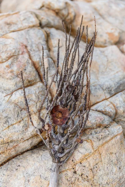 О. — стоковое фото