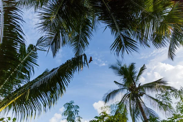 Пальмові дерева — стокове фото
