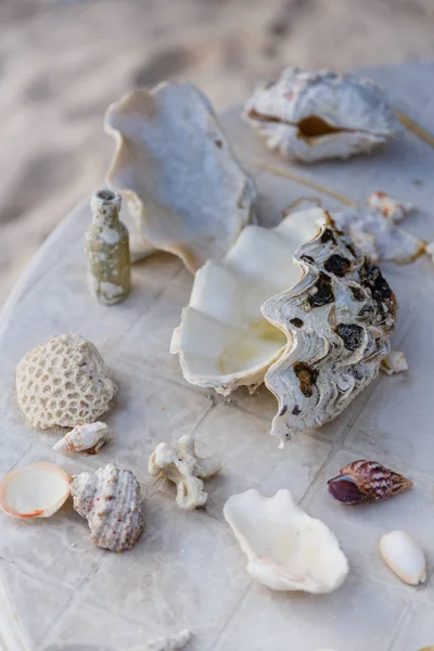 Seashells — Stock Photo