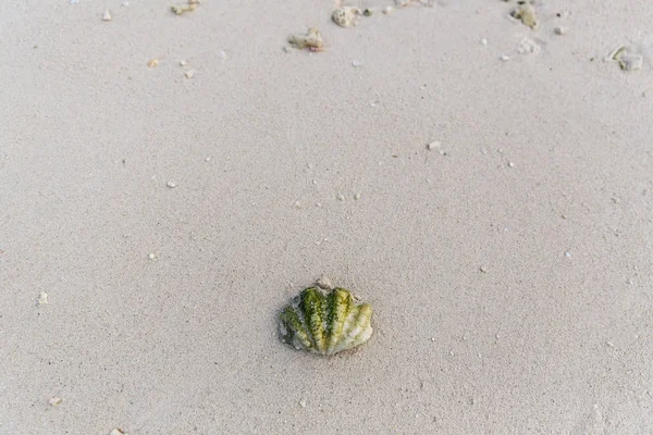 Seashell — Stock Photo