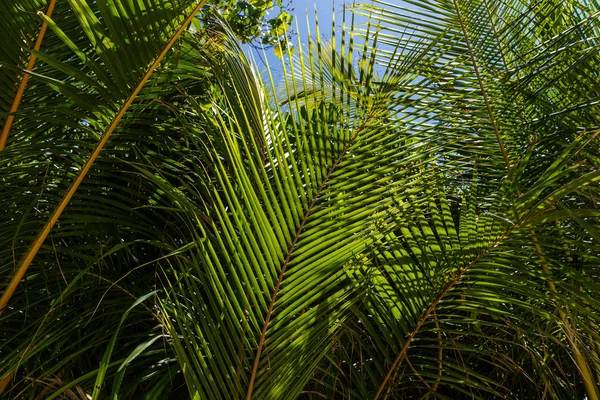 Hojas verdes - foto de stock