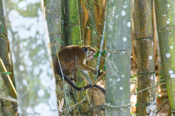 Monkey — Stock Photo