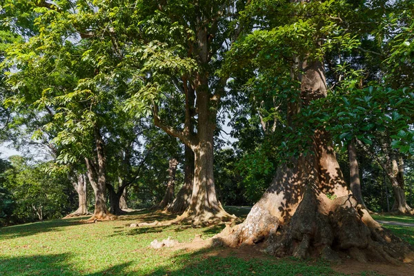 Alberi — Foto stock