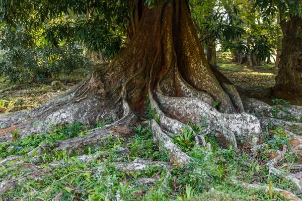 Roots — Stock Photo