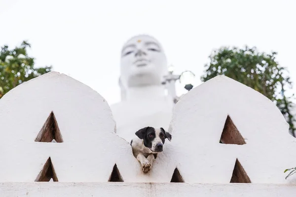 Cão — Fotografia de Stock