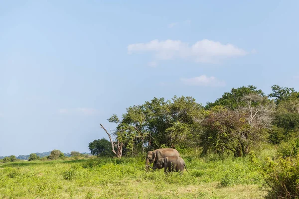 Wild elephants — Stock Photo