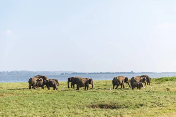 Дикие слоны — стоковое фото