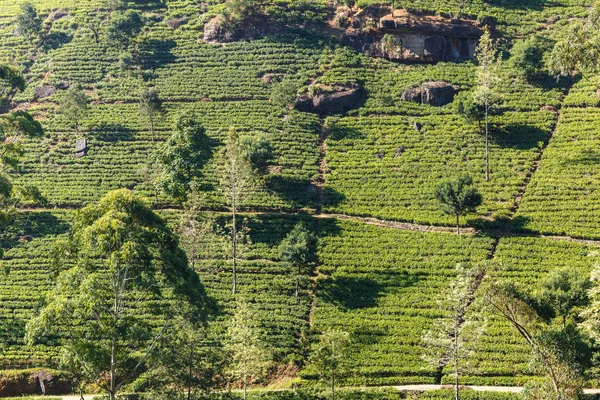 Plantaciones de té - foto de stock