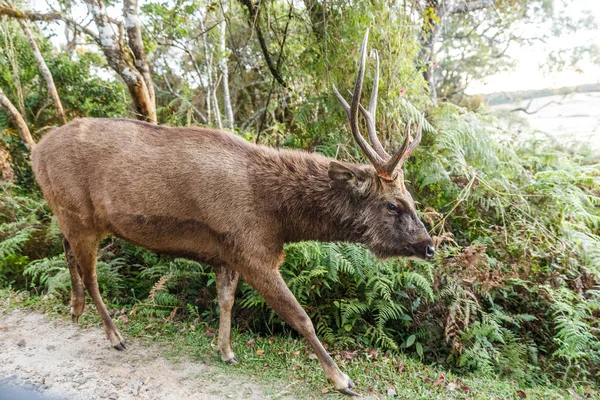 Deer — Stock Photo