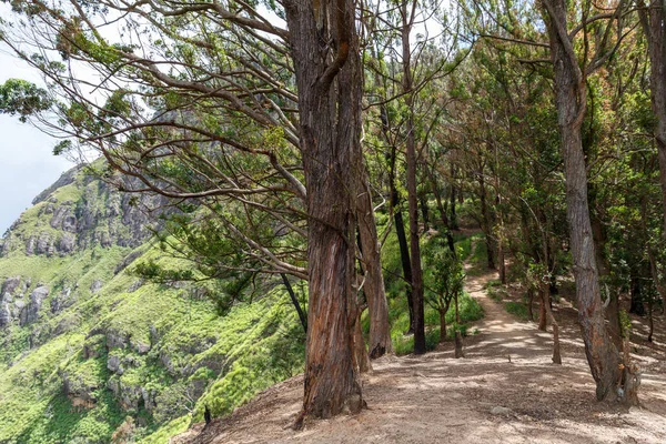 Floresta — Fotografia de Stock