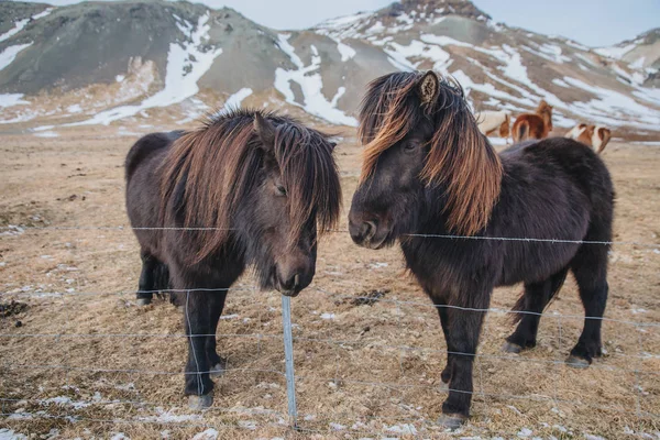 Чёрные лошади — стоковое фото