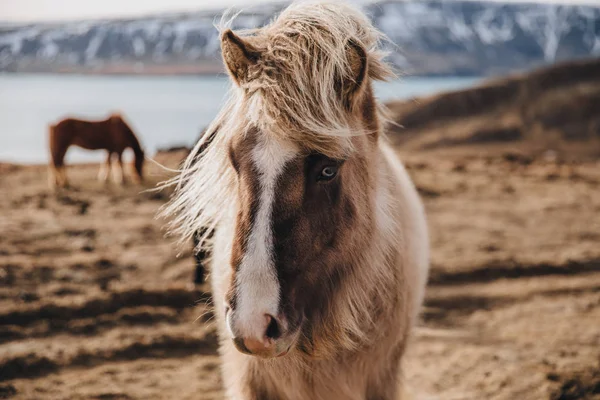 Cavallo islandese — Foto stock