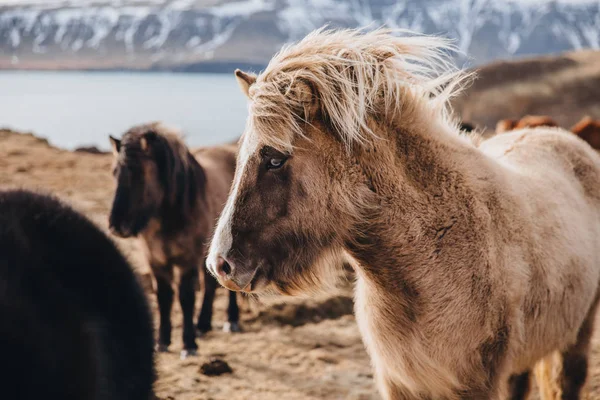 Пушистые лошади — стоковое фото