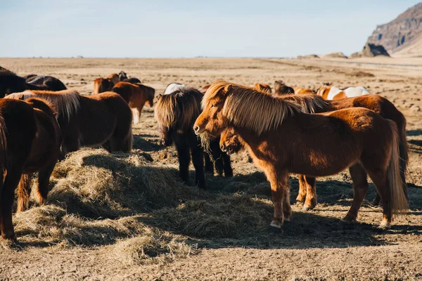 Caballos - foto de stock