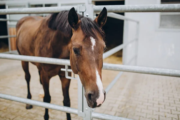 Крупный план красивой коричневой лошади в конюшне — стоковое фото
