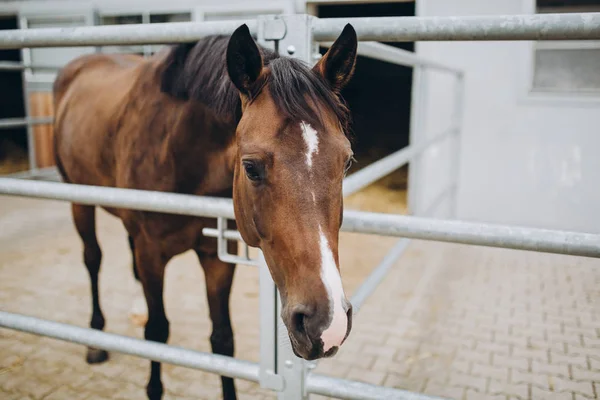 Vista de perto do belo cavalo marrom no estábulo, stuttgart, alemanha — Fotografia de Stock