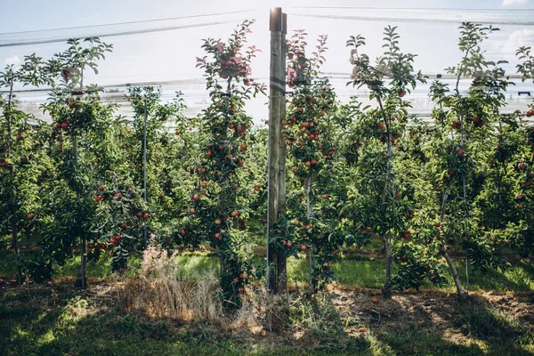 Яблоневые плантации — стоковое фото